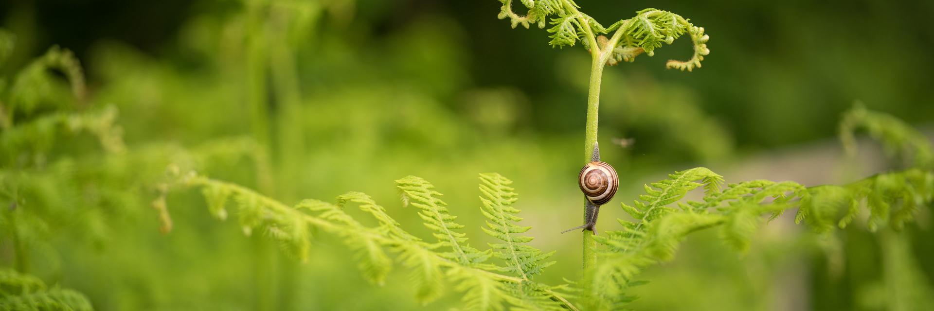 A small snail is crawling up the stem of a young fern surrounded by lush green foliage.