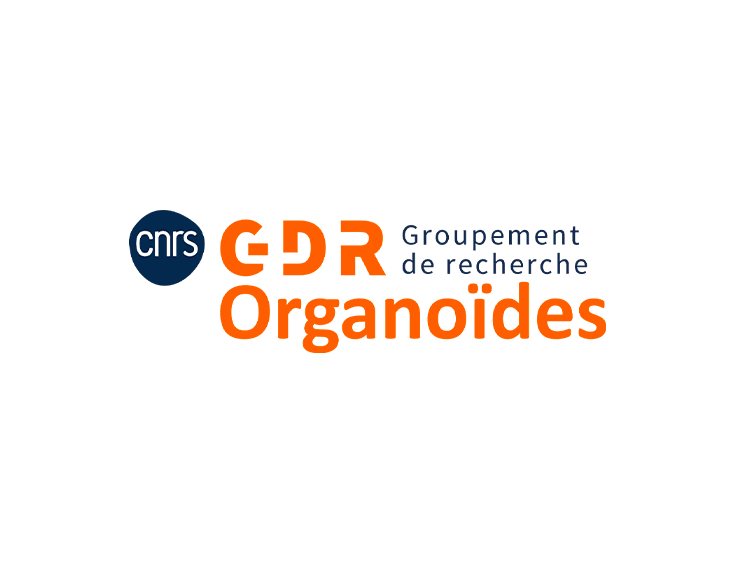 Logo GDR Organoïdes