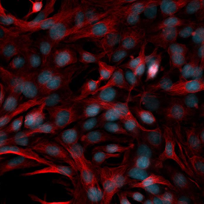Cellules HeLa Kyoto, image de fluorescence multicanale