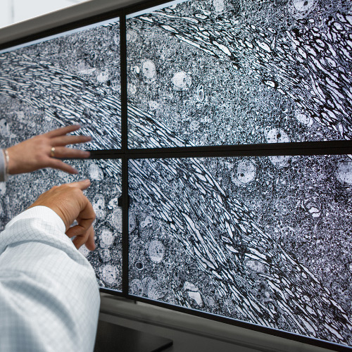 Une image de quatre écrans qui montrent des images prises avec le microscope ZEISS MultiSEM. 