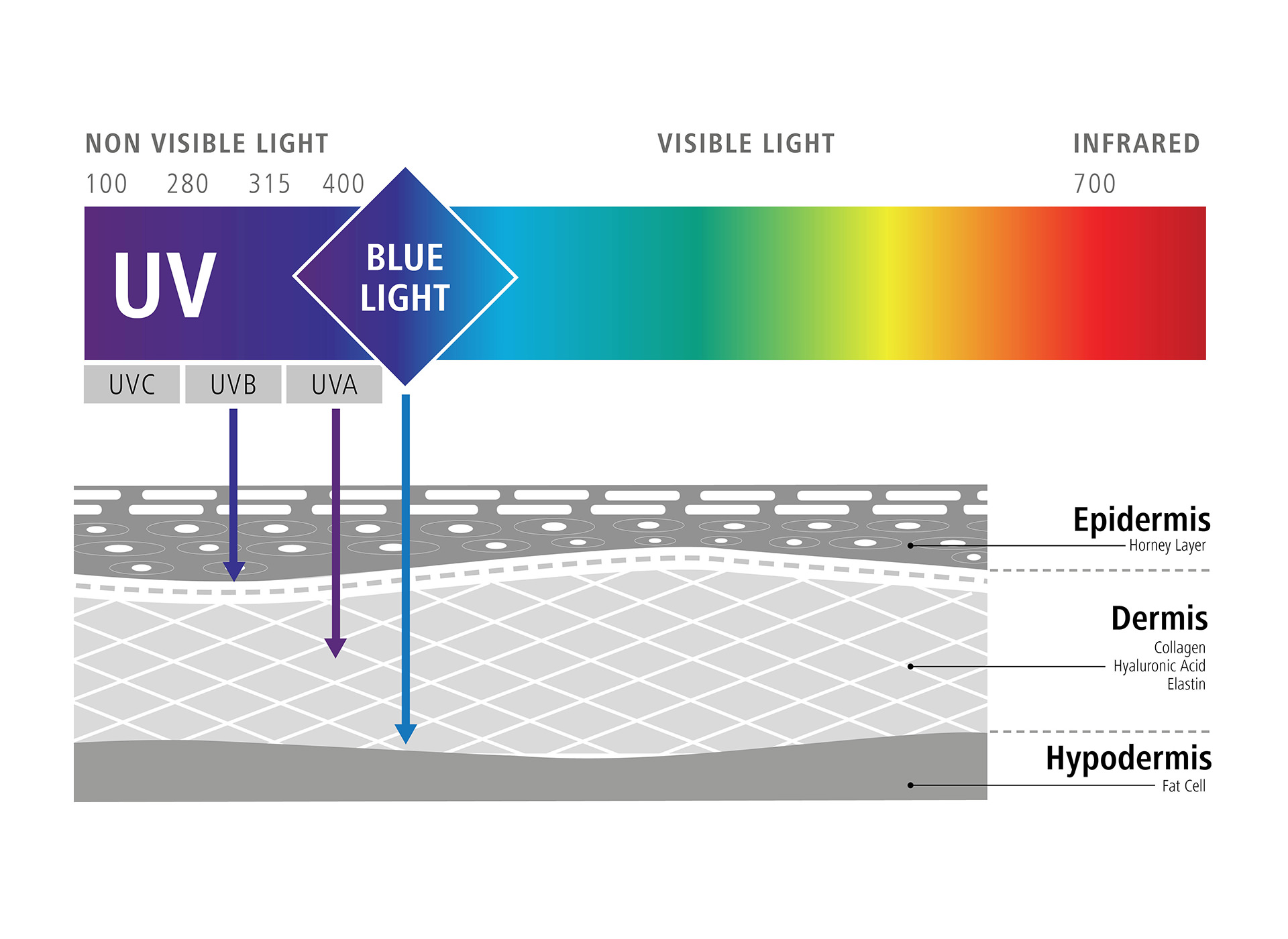 Graphique illustrant l’influence de la lumière bleue sur nos cellules (effets négatifs de la lumière bleue) 