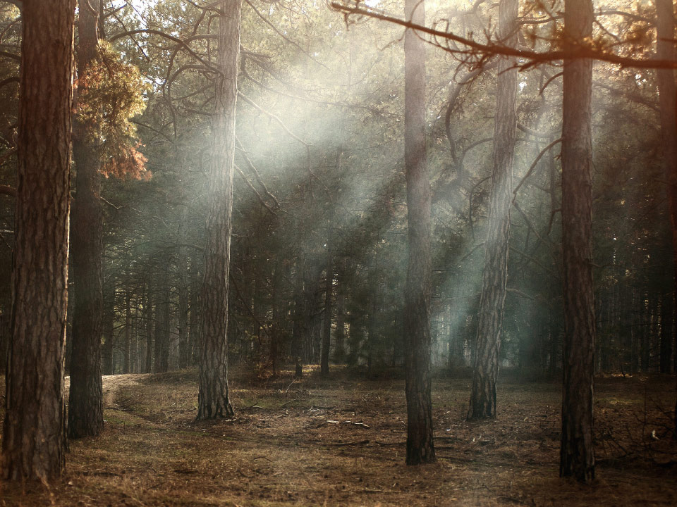 Une image d’une forêt sèche avec les rayons du soleil qui passent à travers les arbres. 